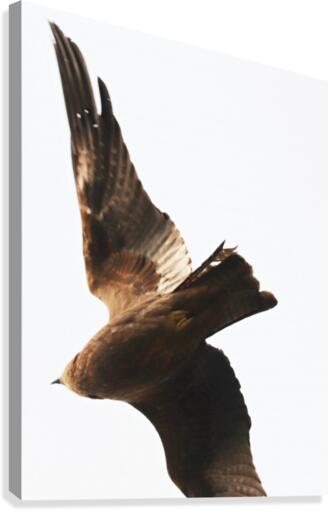 Flying bird Canvas Print