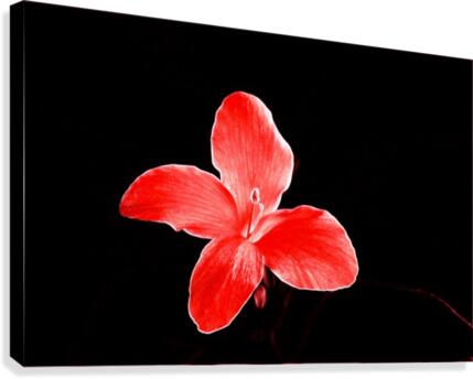 Red flora Canvas Print