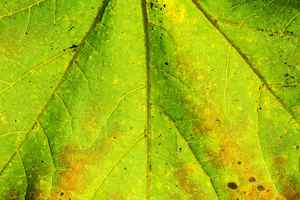 Maple Leaf 