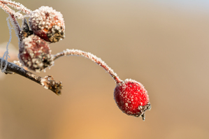 Frozen Rosehip