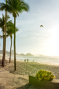 Coconuts and palm trees at Copacabana Beach in Rio de Janeiro in Brazil at sunrise 