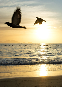 Birds and people on surf boards at the Copacabana Beach in Rio de Janeiro in Brazil at sunrise