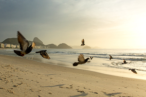 Birds in mid-flight at Copacabana Beach in Rio de Janeiro