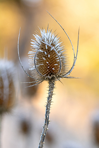 Closeup macro shot of a thistle flower covered by beautiful ice crystals 