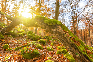 Sun rays over tree trunk in autumnal forest