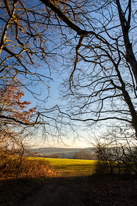 View from the forest onto serene meadow and dusk 