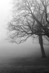 Moody black and white shot of trees in a park on a foggy morning 