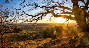 Panorama shot of the setting sun shining through the branches of an old tree in front of beautiful countryside 