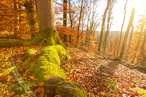 Moss-covered roots of an old tree in the autumnal forest at sunset