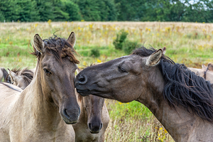 Wild horse Konik giving its companion a kiss 