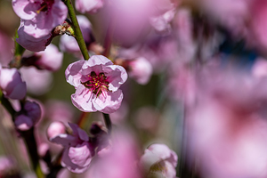 Closeup macro shot of beautiful rose peach blossom in spring