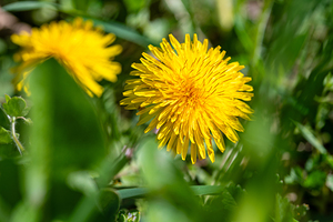 Closeup macro shot of yellow dandelion flower in the grass in spring