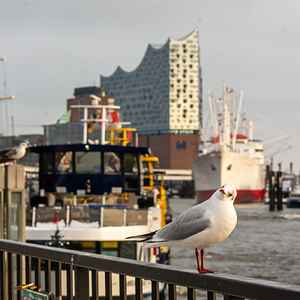Seagull sitting at the pier in St. Pauli Landungsbrücken in Hamburg