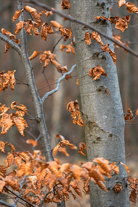 Closeup shot of beautiful dry orange leaves on a tree in the forest 