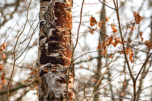 Sunlight on a beautiful birch tree with withered orange leaves in the forest 