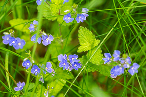 Closeup macro shot of blue Germander Speedwell Veronica chamaedrys flowers