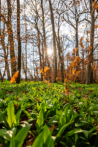 Wild garlic growing in the beautiful forest in early spring at dusk 