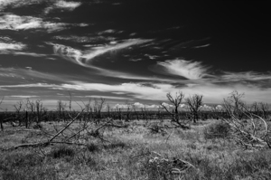 Black and white shot of withered trees in the steppe in the US Southwest