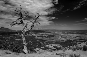 Black and white shot of withered tree in the steppe in the US Southwest
