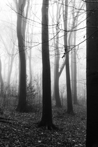 Black and white shot of trees in a forest on a foggy morning 