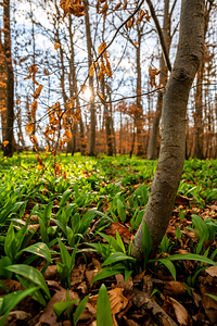 Wild garlic growing in the beautiful forest in early spring at sunset 
