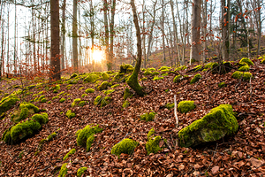 Evening sun reflecting on beautiful moss covered rocks in the forest 