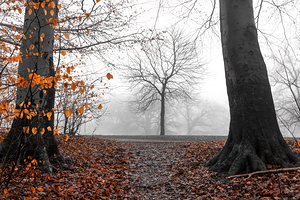 Trees and orange leaves in a park on a foggy morning 