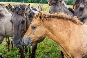 Herd of beautiful wild horses Konik in Northern Germany