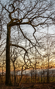Beautifully shaped tree at the edge of the forest at sunset 