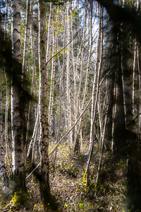 Beautiful birch trees in the forest in winter 