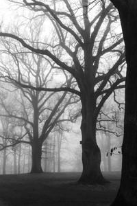 Black and white shot of trees in a park on a foggy morning 