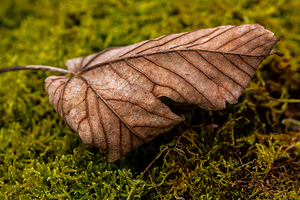 Closeup macro shot of a beautifully patterned leaf in the green moss in the forest 