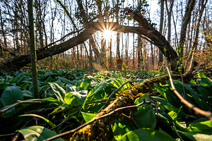 Closeup shot of wild garlic growing in the beautiful forest in early spring at sunset