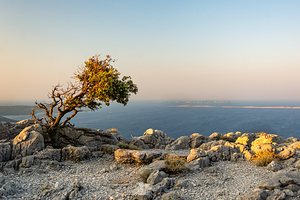 Beautiful view of old tree and ocean from the Osorcica Televrina mountain on the island of Losinj Croatia