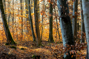 Beautiful view of orange leaves and tree trunks in the forest at sunset 