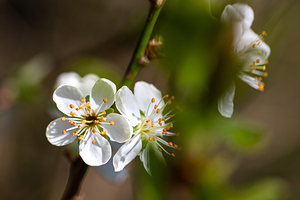 Closeup macro shot of beautiful white plum flower on a tree branch in spring