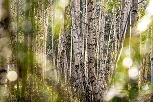 Beautiful black and white birch trees in the forest in winter 