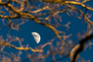 Beautiful image of a crescent moon seen through three branches at sunset 