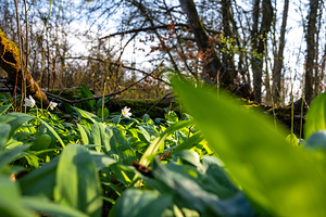 Closeup shot of wild garlic and thimbleweed in the beautiful forest in early spring at sunset