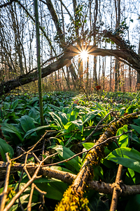 Closeup shot of wild garlic in the beautiful forest in early spring at sunset