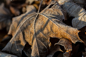 Closeup macro shot of withered brown maple leaf covered by beautiful ice crystals 