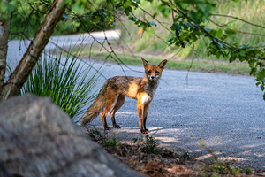 Fox