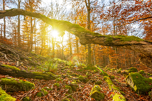 Old moss-covered tree trunk in the autumnal forest at sunset