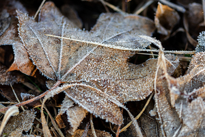 Closeup macro shot of withered maple leaf covered by beautiful ice crystals 