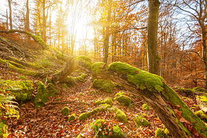 Moss-covered tree trunk in the autumnal forest at sunset