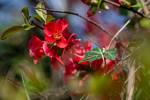 Closeup macro shot of beautiful red Japanese Flowering Quince in spring
