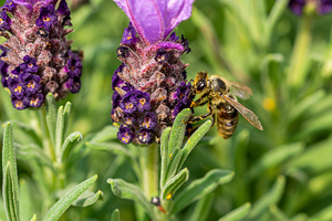 Macro closeup shot of a honeybee on a purple lavender flower collecting pollen