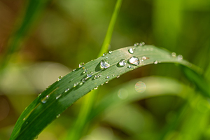 Closeup macro shot of fresh glittering dewdrops on green blade of grass