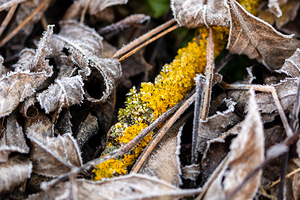 Closeup macro shot of a fungus and withered leaves covered by beautiful ice crystals 