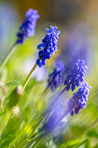 Closeup macro shot of beautiful bulbous blue Grape Hyacinth flowers in spring